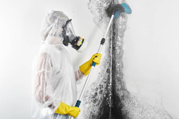 Best Mold Documentation for Insurance Claims  in Elkton, MD