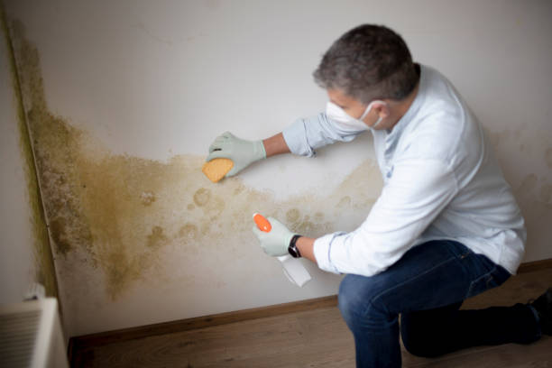 Best Commercial Mold Inspection  in Elkton, MD