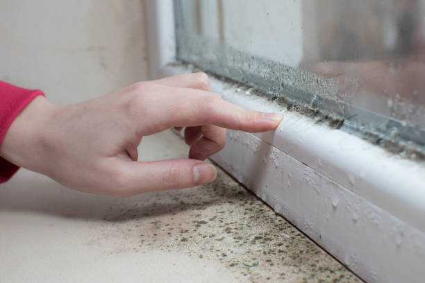 Best Asbestos and Lead Testing During Mold Inspection  in Elkton, MD