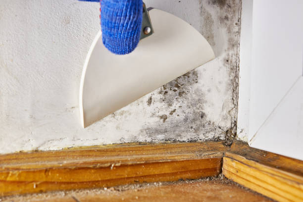 Elkton, MD Mold Removal Company