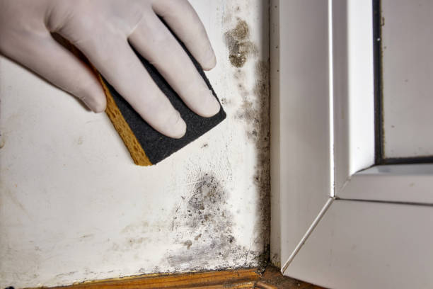Best Mold Remediation for Healthcare Facilities  in Elkton, MD